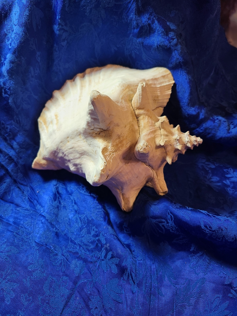 Vintage White Conch Shell Accent - Picture 4 of 9